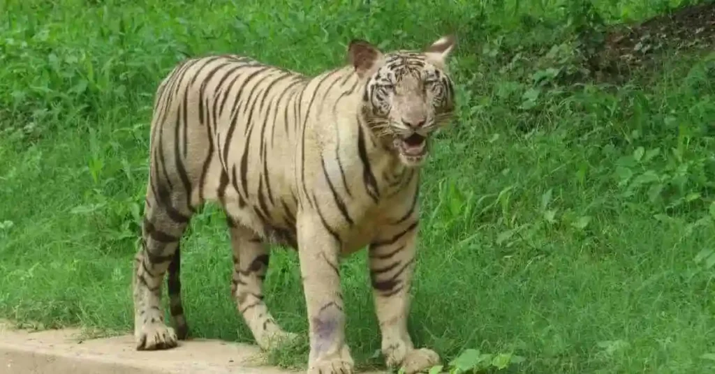 Delhi Zoo 