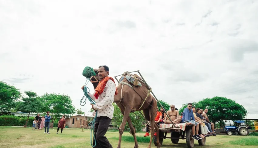 MadhavGarh Farm camel ride