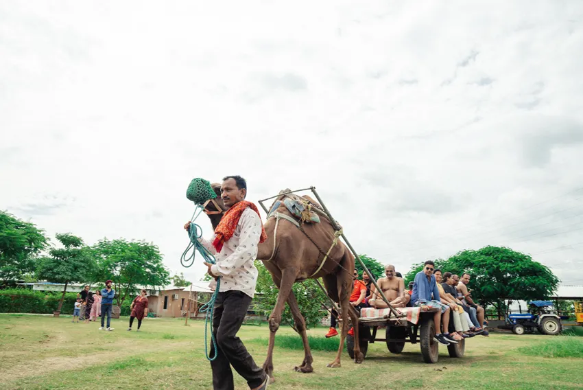 MadhavGarh Farm camel ride
